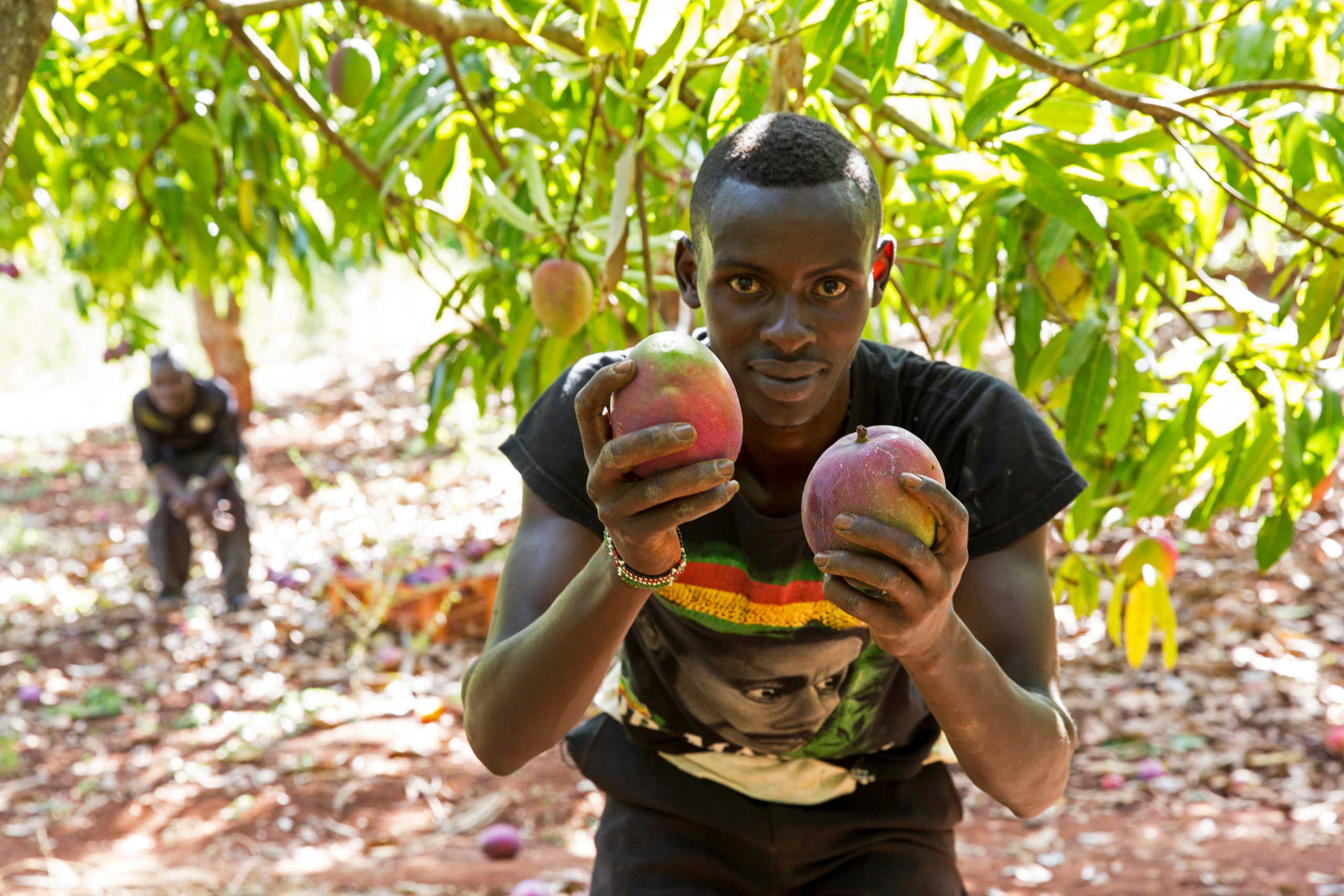 I have the mango fruit flies under control Biovision Foundation for