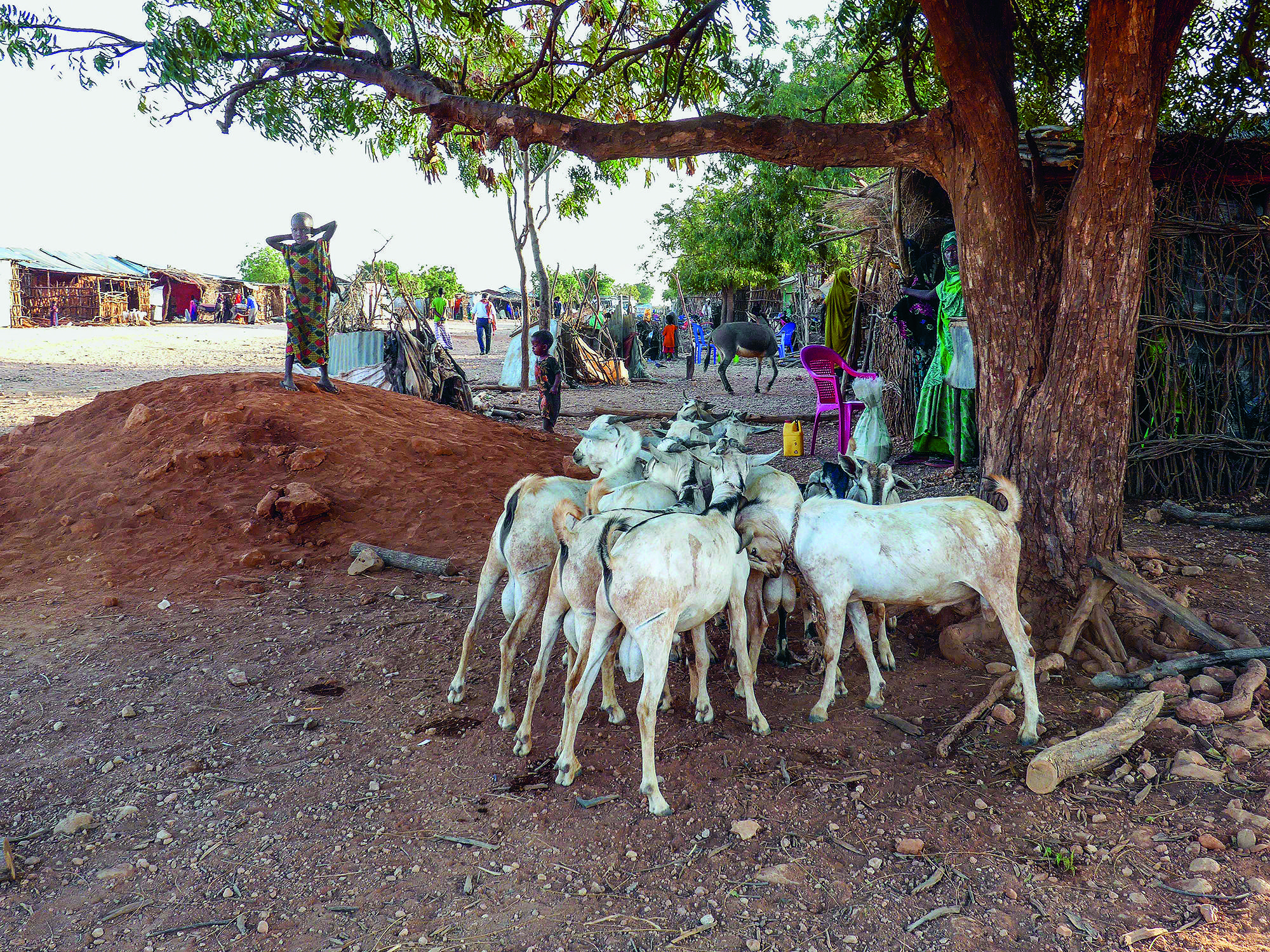Ziegen im One Health Projekt in Äthiopien suchen unter einem Baum schatten.