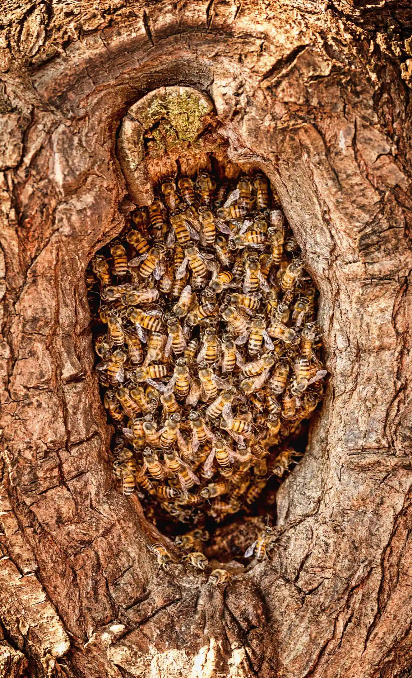 Ein Bienenstock hat sich in einem Astauge ausgebreitet.