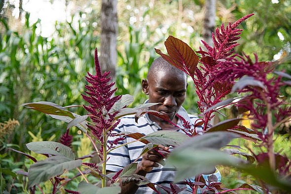 Homme dans plantation au Kenya