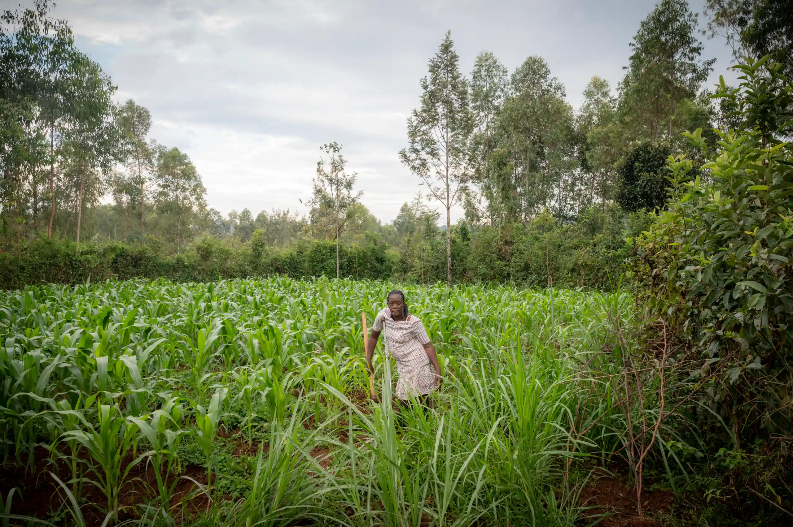 Beryl Atieno Munika vor ihrem Push-Pull-Feld in Kenia.