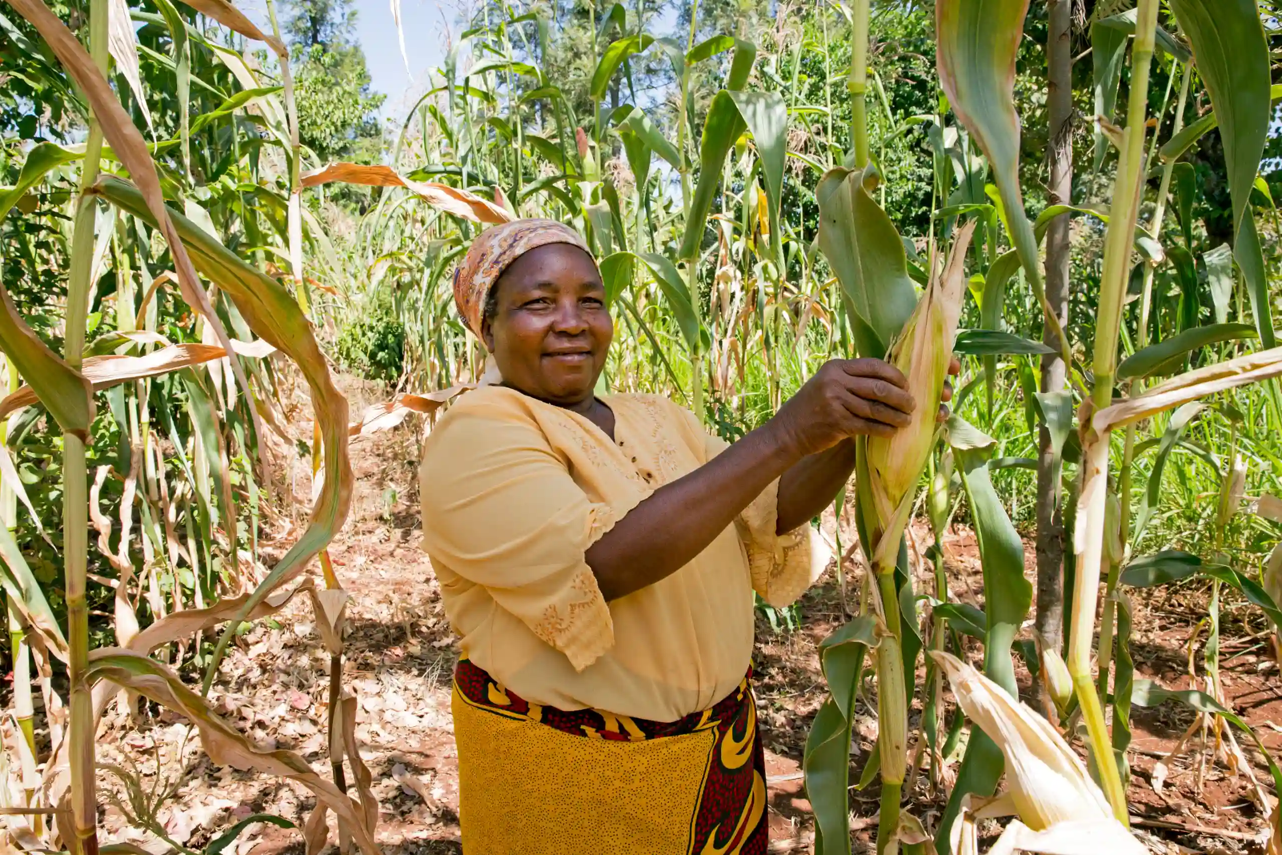 Die kenianische Bäuerin Josephine Ithiru auf ihrem Maisfeld im Syscom-Langzeitvergleich.