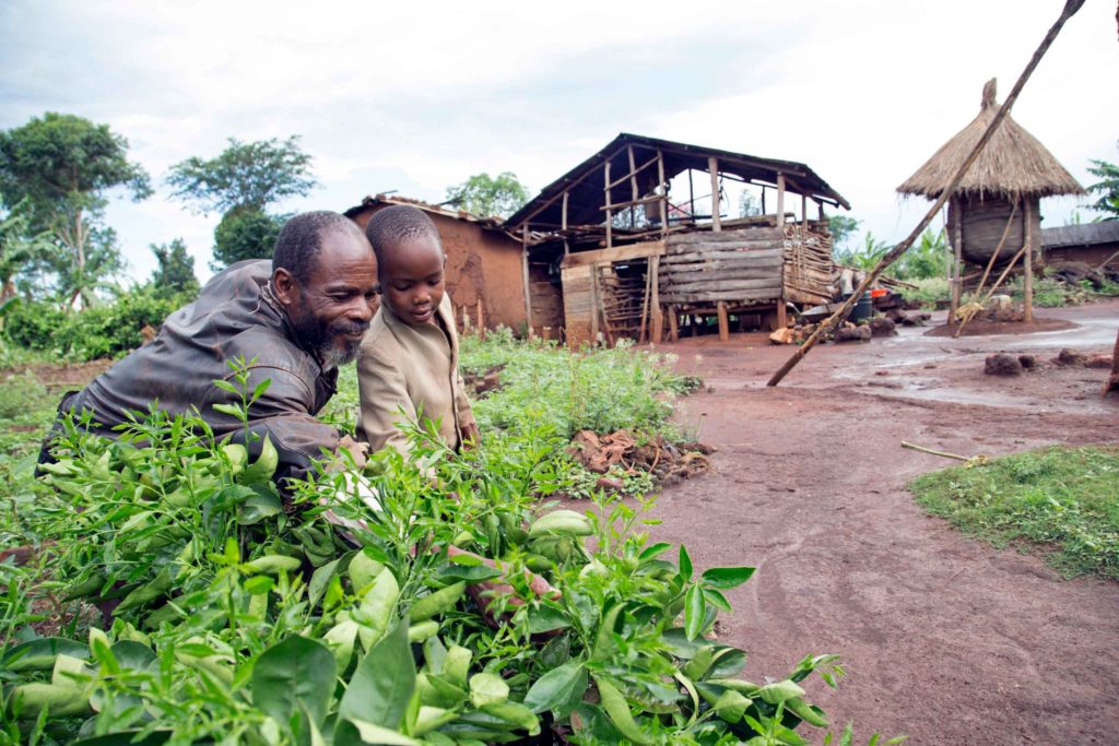 Ein ugandischer Grossvater zeigt seinem Enkel Pflanzen.