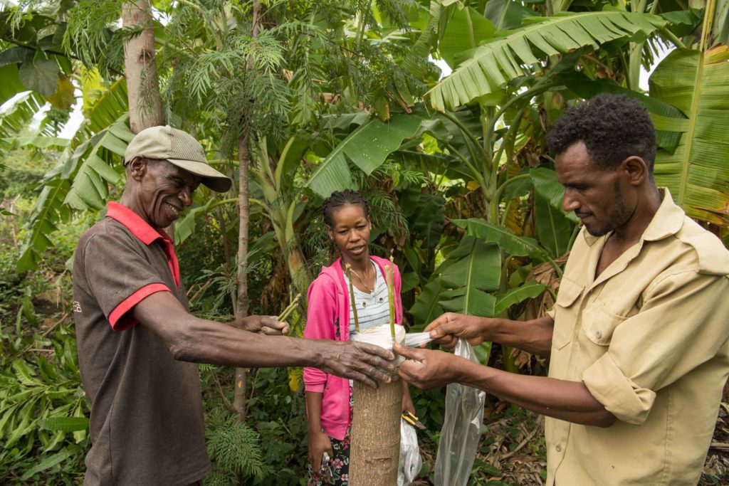 Mangobauern und Jungunternehmerinnen aus Äthiopien begutachten eine veredelte Mango.
