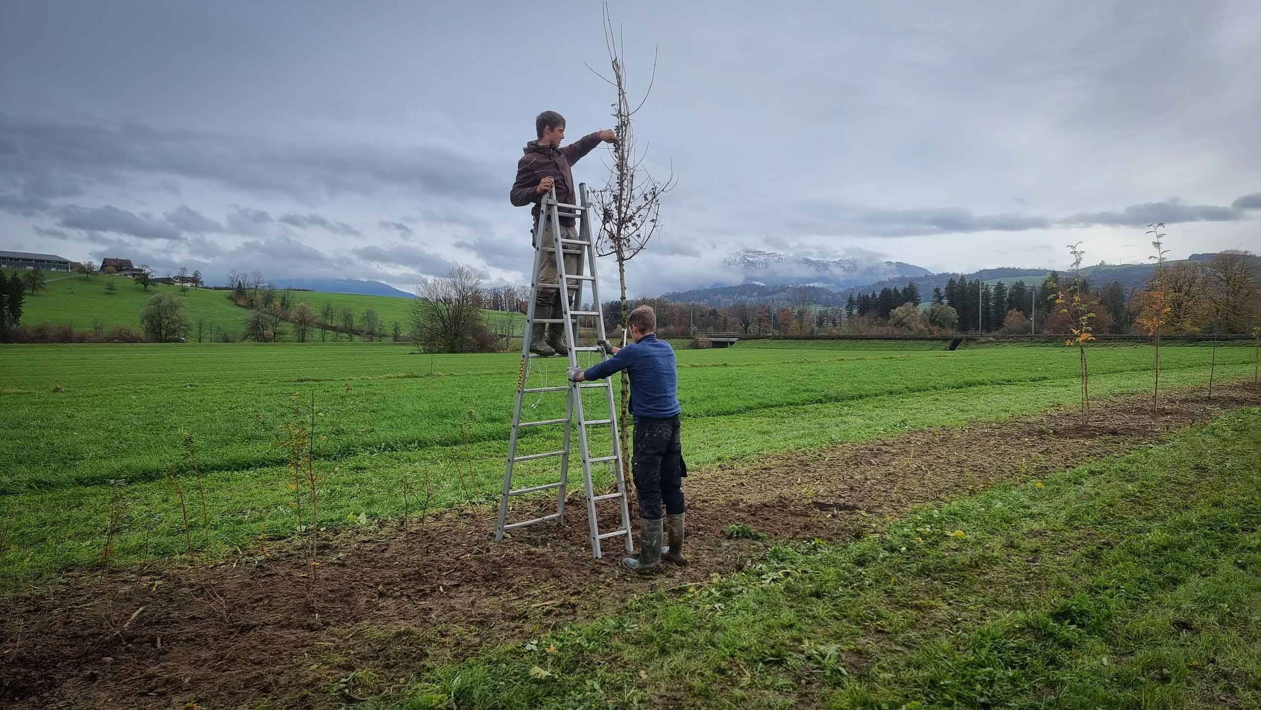 Biovision Schweiz Adlerzart Agrofosrt Pflanzung Hochstamm