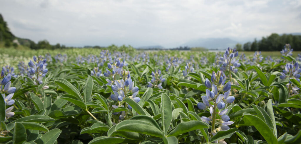 Ein Feld mit Lupinen im Vordergrund.