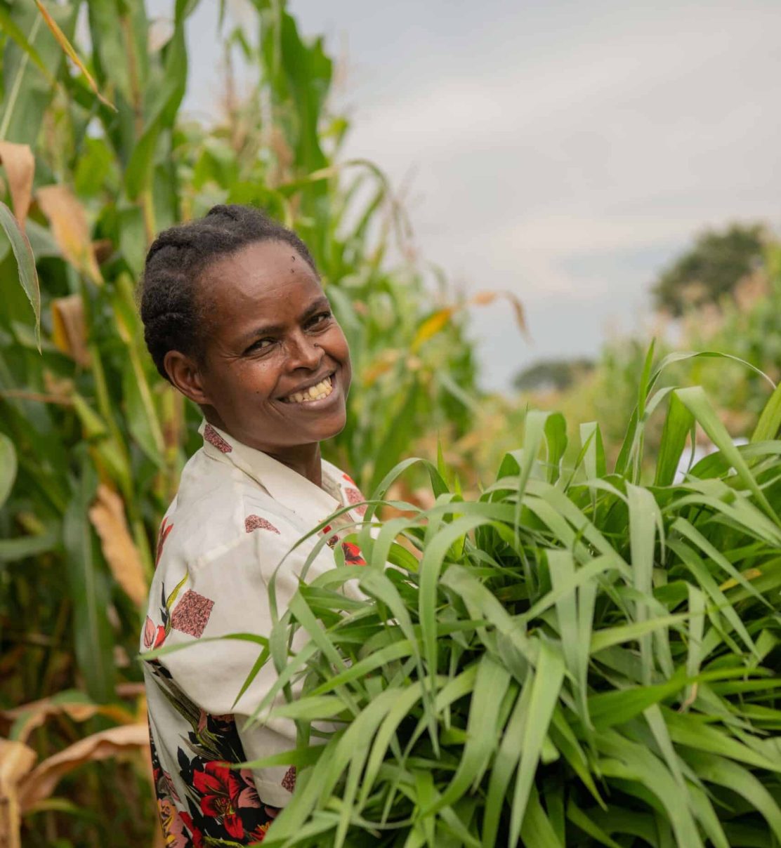 Mulu Ermias, 36, is a team leader to a group of farmers and practices push-pull technology on her maize farm. She cuts Bracharia plant from the farm that can also be used for cattle fodder.