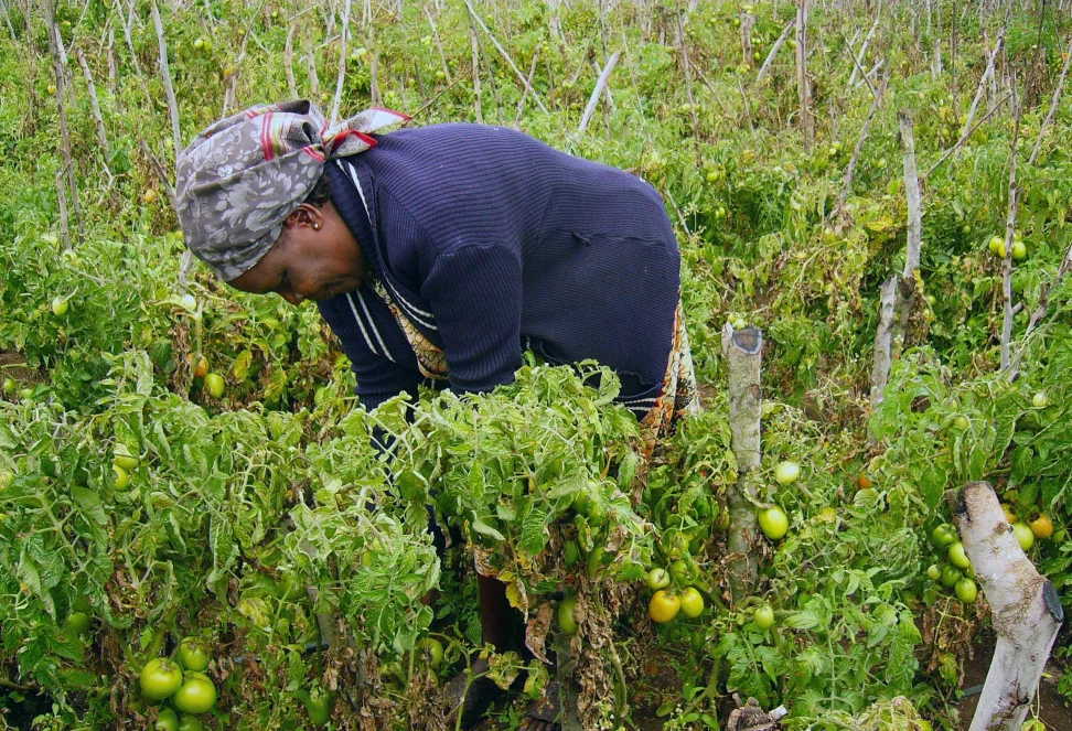 Eine Frau bewässert ihre Tomatenpflanzen.