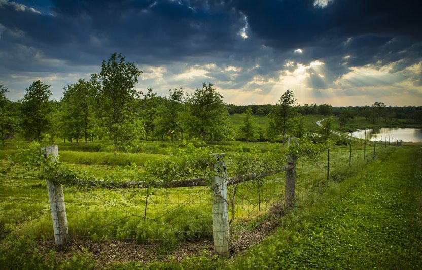 Infopool_Showcases_Successional_agroforestry_Bolivia