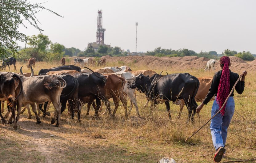 Eine junge ugandische Frau treibt Rinder vor sich her. Im Hintergrund ein Ölbohrturm.