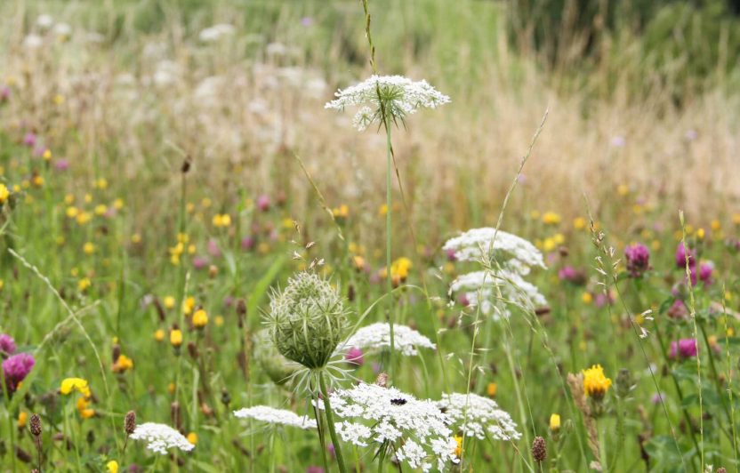 Eine blühende Blumenwiese mit einem Wald im Hintergrund.