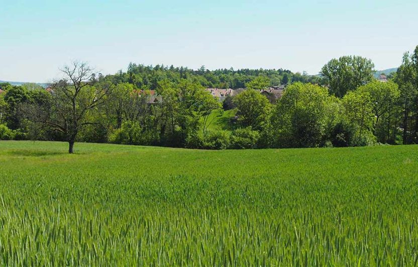 Bild eines Getreidefelds mit Bäumen und Siedlung im Hintergrund