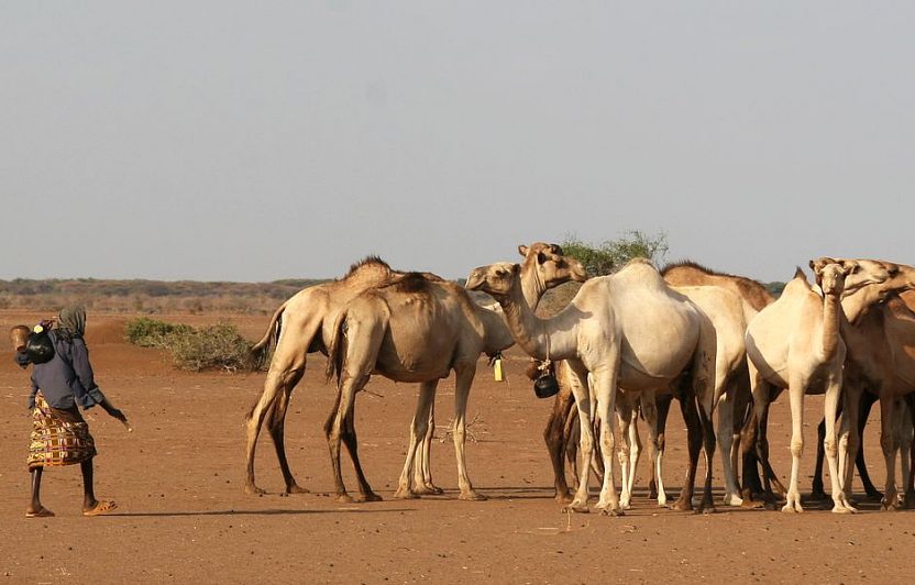 Pastoralisten und ihre Kamelherde in Isiolo County, Kenia