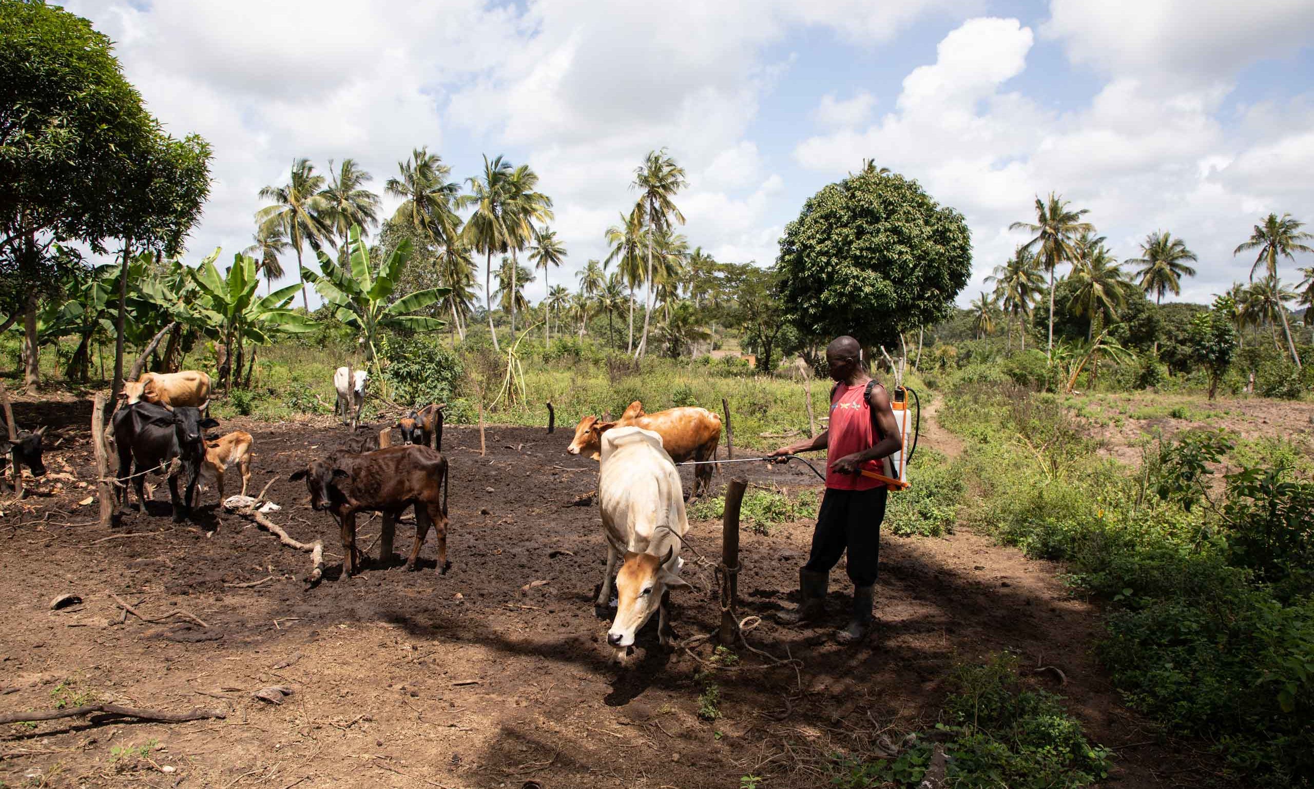 Ein Dorfbewohner in Kwale, Kenia, besprüht seine Kühe mit biologischen Insektiziden.