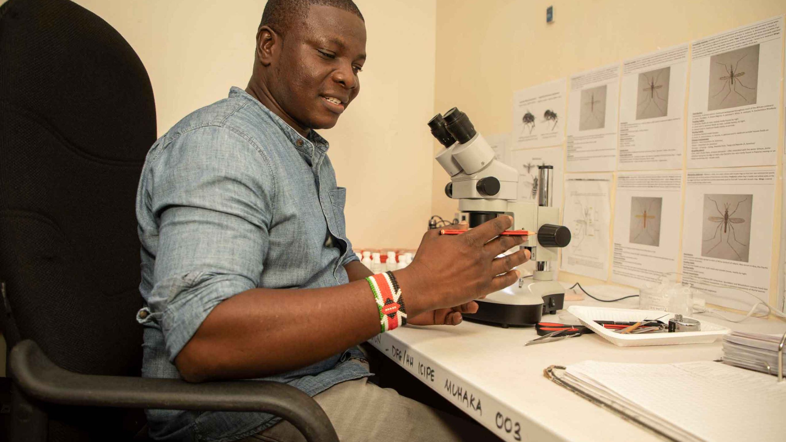 Icipe-Insektenforscher Paul Ouma untersucht im Labor die gesammelten Insekten und zählt die Krankheitsüberträger.