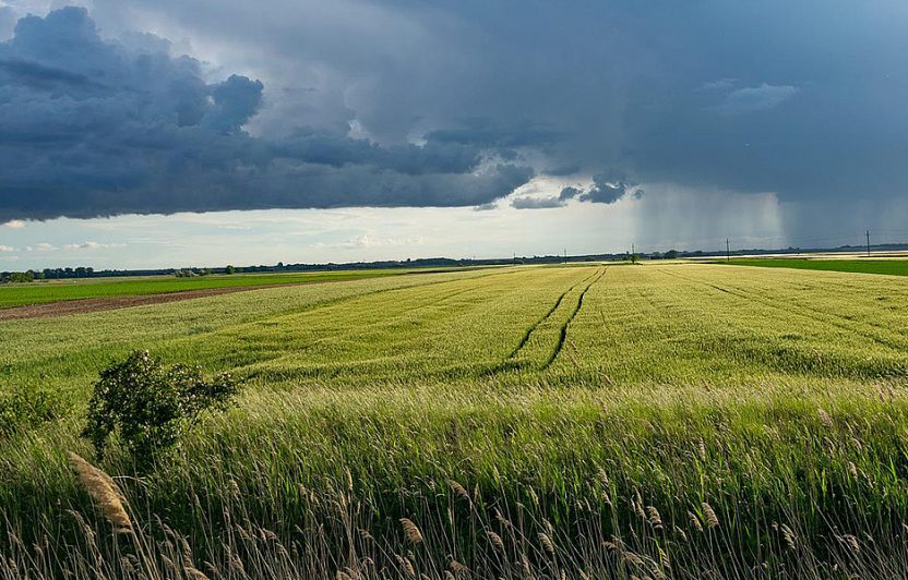 Im Hintergrund eines Getreidefeldes zeiht ein Sturm auf.