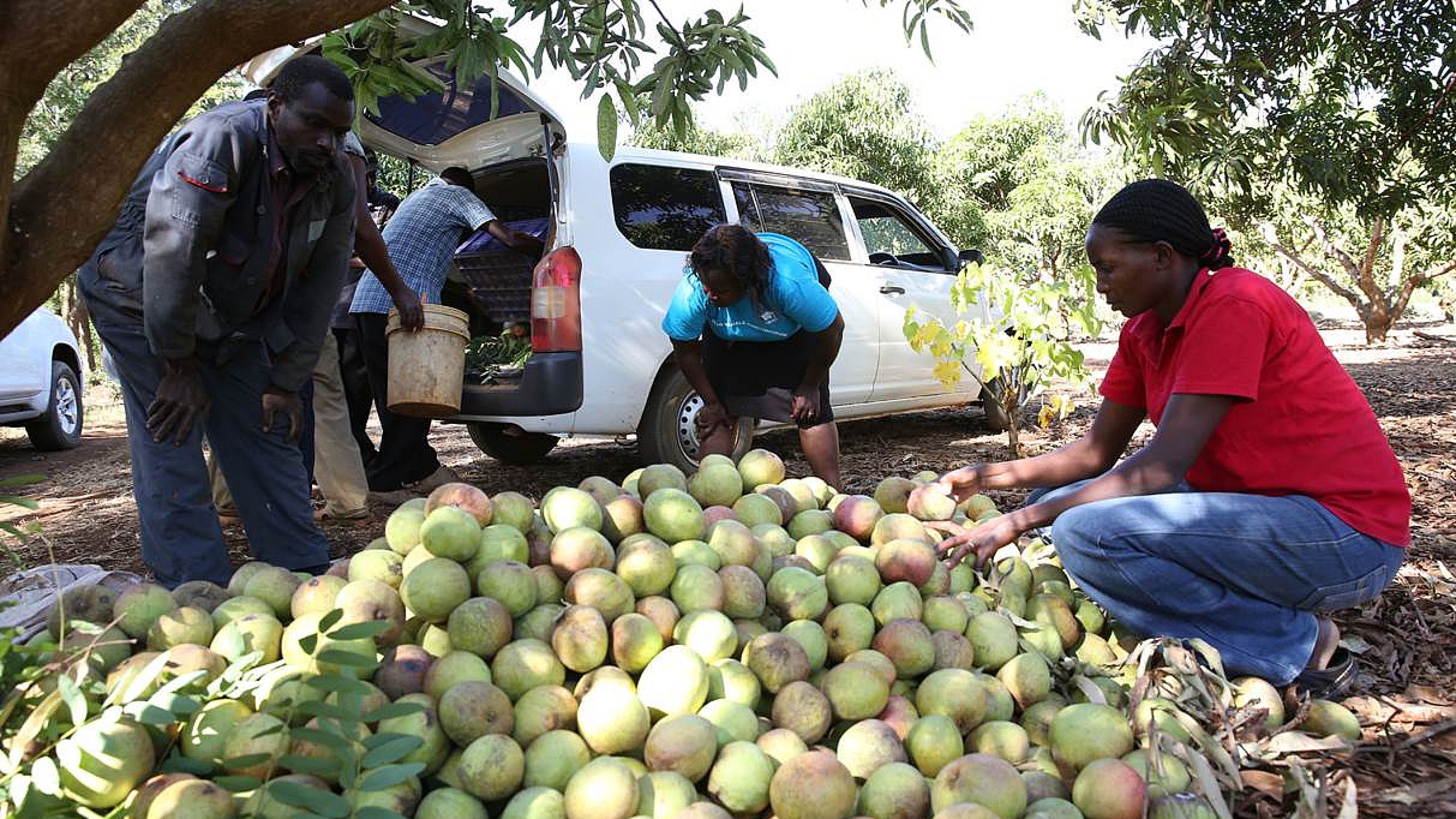Um diese Mangos geht es schliesslich. Im Projekt konnten Qualität und Quantität der Ernte markant gesteigert werden.