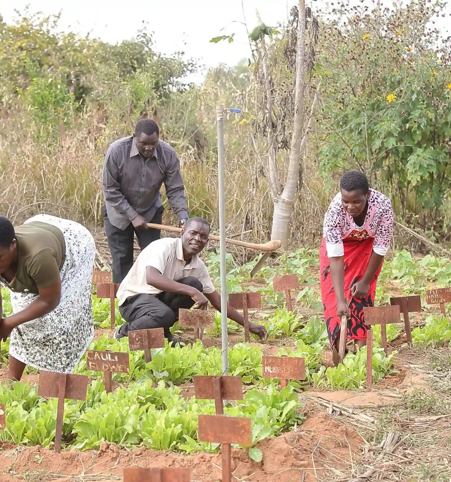 The demonstration garden at the training center where Elizabeth is tilling the soil with other farmers: Godfrey Mbizi (foreground), Rodgers Msachi (background) and Mwapi Mkandawire (right)