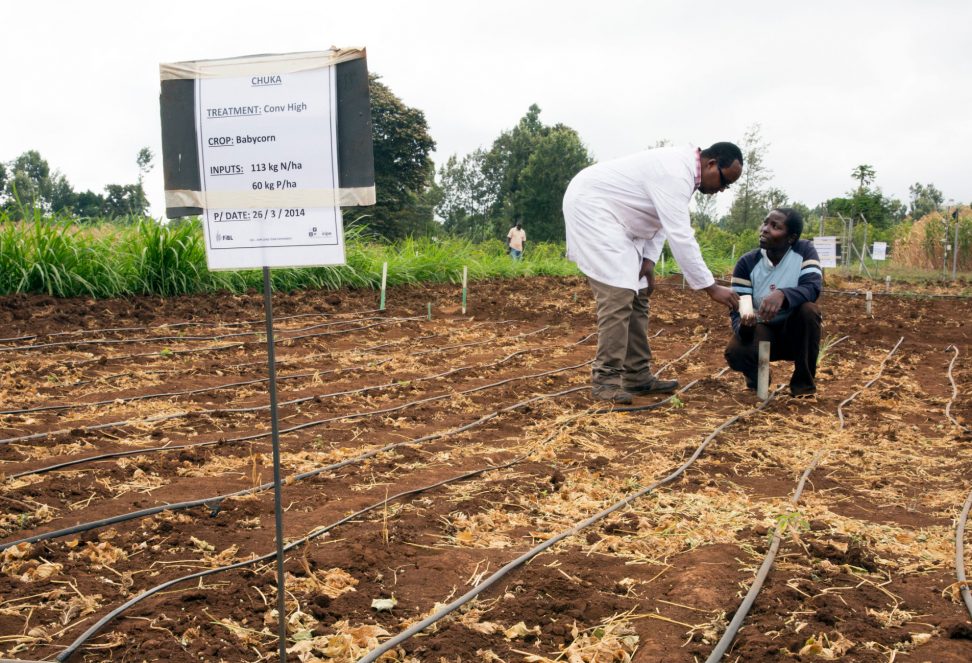 Biovision_SysCom-Chuka_Kenya_Feldstudie Auf dem Syscom Forschungsfeld in Kenia wird untersucht, wie die ökologische Landwirtschaft profitabel betrieben werden kann.