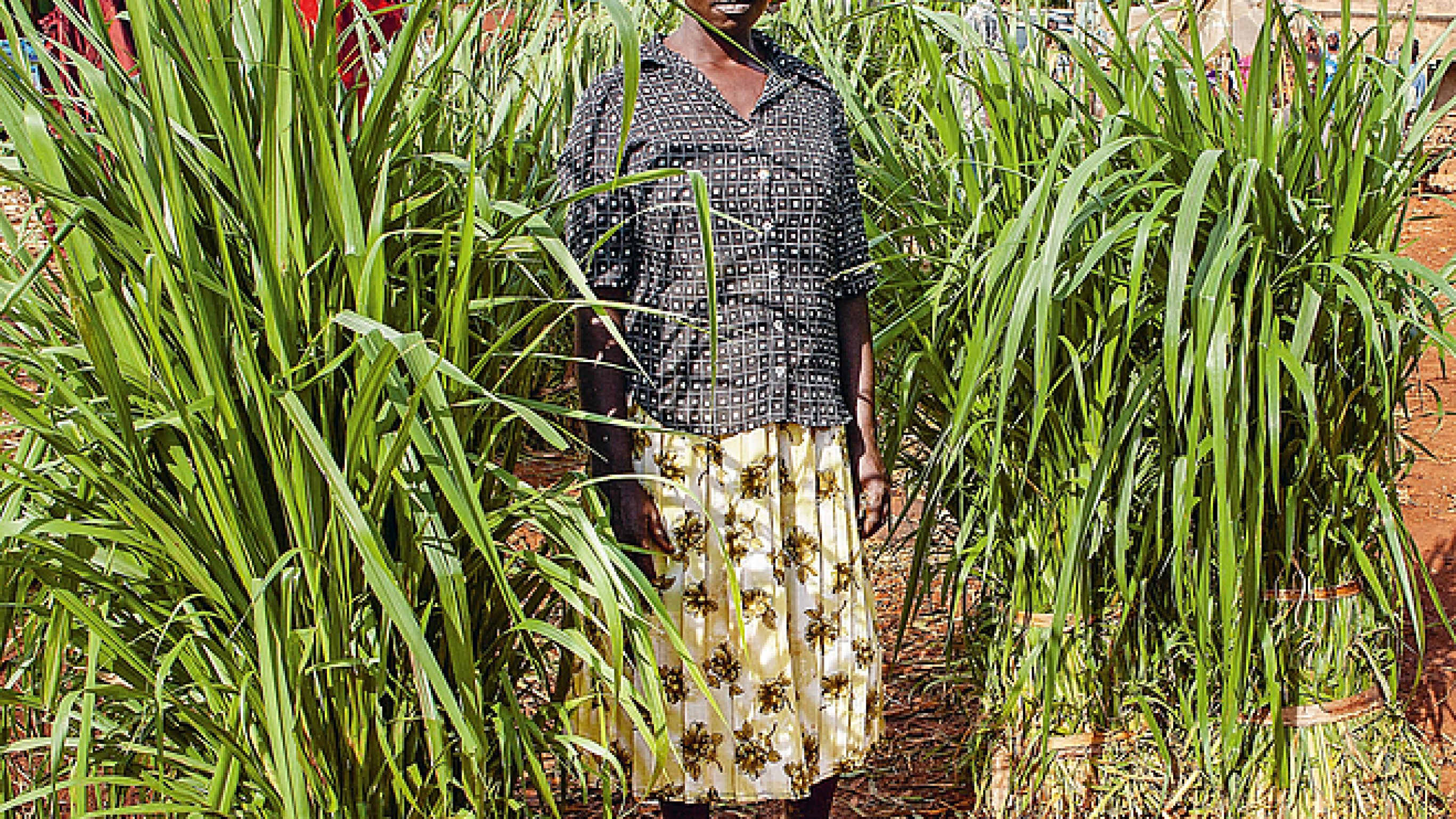 Bäuerin steht im Elefantengras, das begehrt ist als Tierfutter auf dem Markt in Maseno, Kenia.