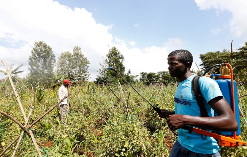 Bauern in Kenia besprühen Felder mit Pestiziden