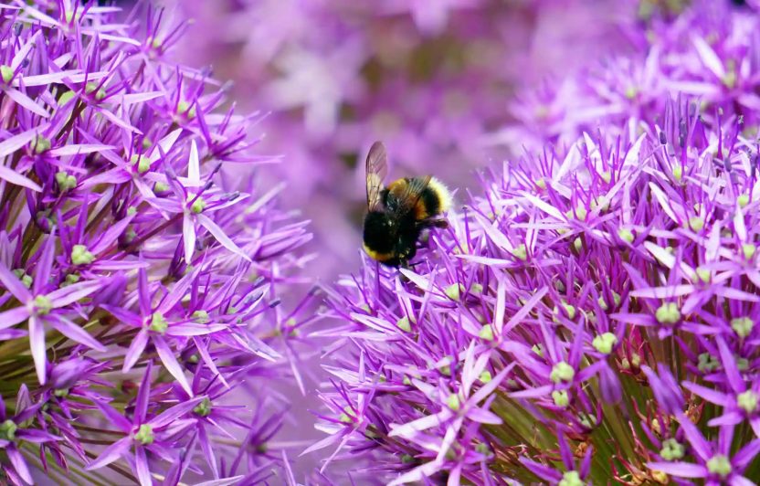 Eine Biene sucht nach Nektar in lilanen Blüten.