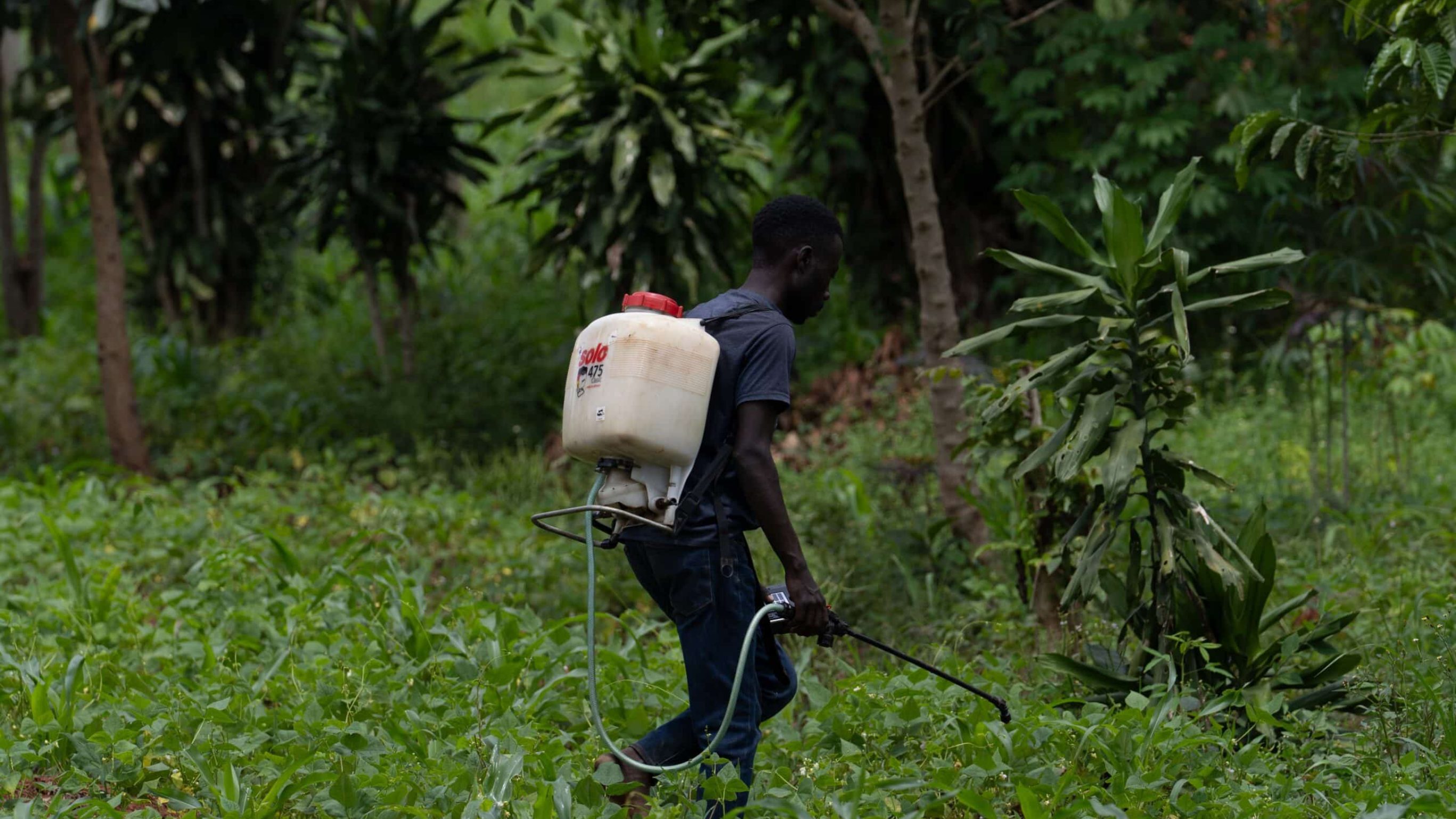 Chemische Pestizide und synthetische Dünger sind für viele Kleinbauernfamilien weiterhin der bevorzugte Weg. Luwemba will ihnen zeigen, dass es auch anders geht.