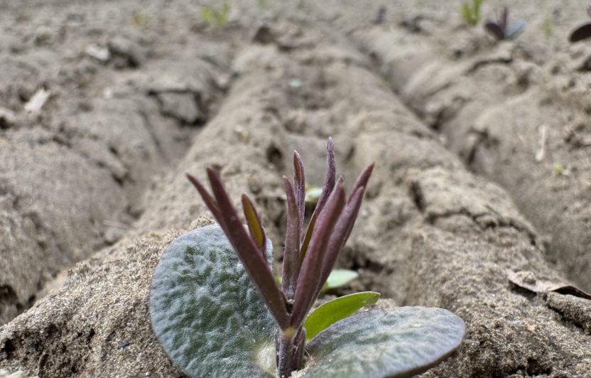 Beatrice Peter, Jorge Vasquez, Landwirt, Schafe, Hühner, Ackerfrüchte, Ackerbau Speiselupine Superfood des Jahres 2026, Grüthof Lupine Biovision Leuchtturm 2026 Copyright: Foto: Goran Basic.