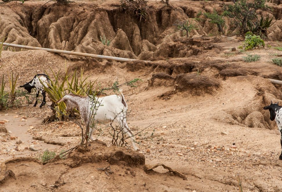 newsletter16_2008_Kenya_Cabesi_Erosion_pl_H5A9459 newsletter16_2008_Kenya_Cabesi_Erosion_pl_H5A9459