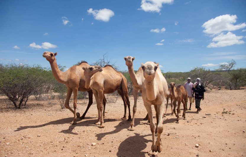 ©Peter-Lüthi_Biovision_Camels-Merti_Kenya_IMG_1102 (47478, Standard 2560px)