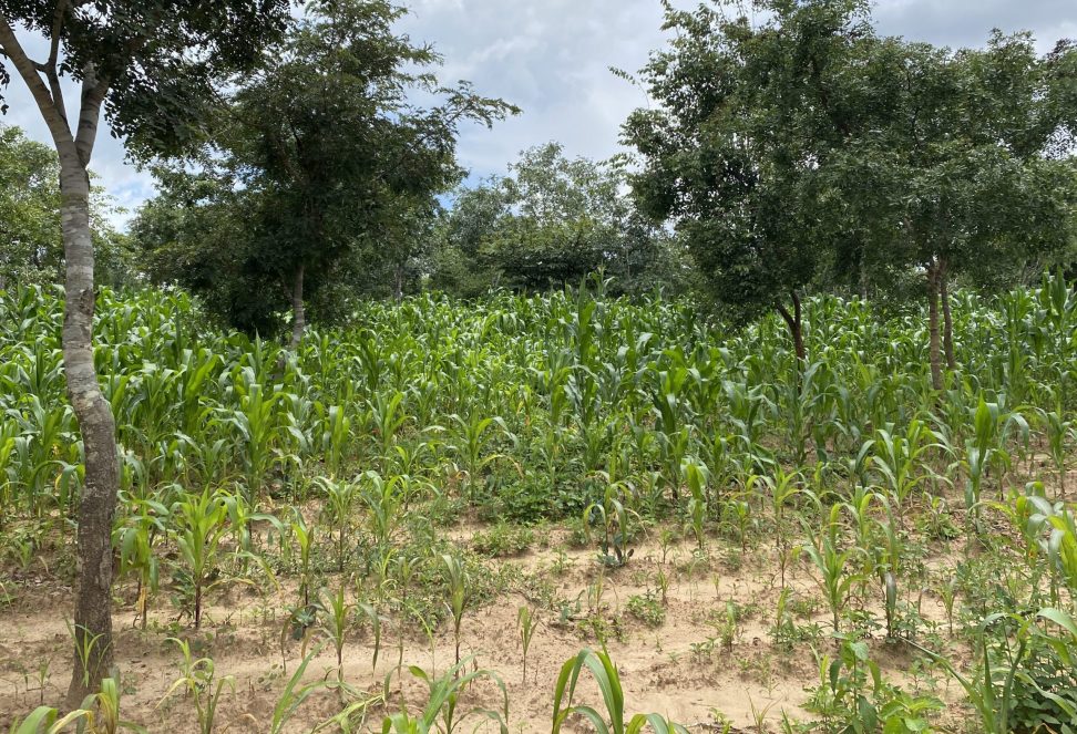 SFHC_Malawi_ökologischer_Landbau_IMG_5475 Ein Feld von SFHC Malawi zur Erprobung von Permakultur und ökologischem Landbau.