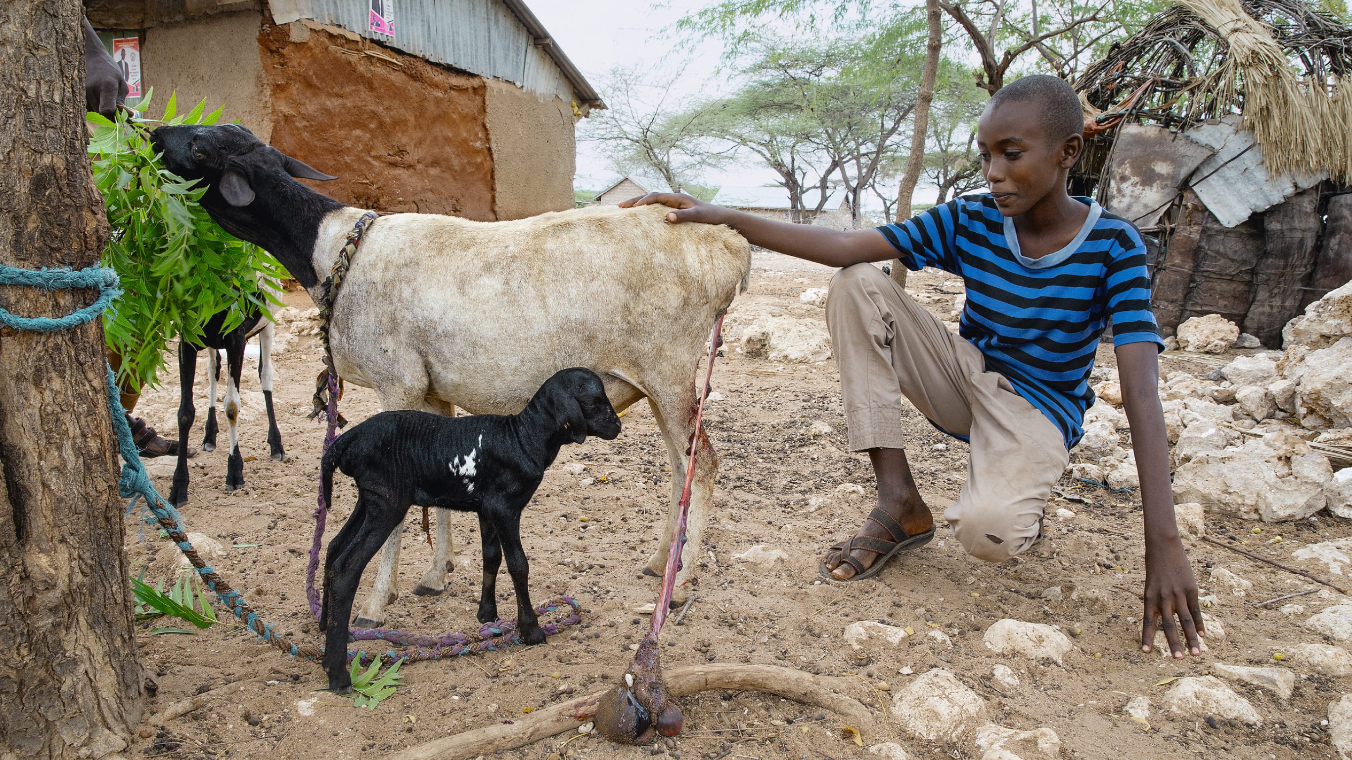 An important aspect of the project is to give herders information on the risks associated with the spread of diseases passing from animals to humans (zoonosis), the early identification of animal epidemics and how to stop them.