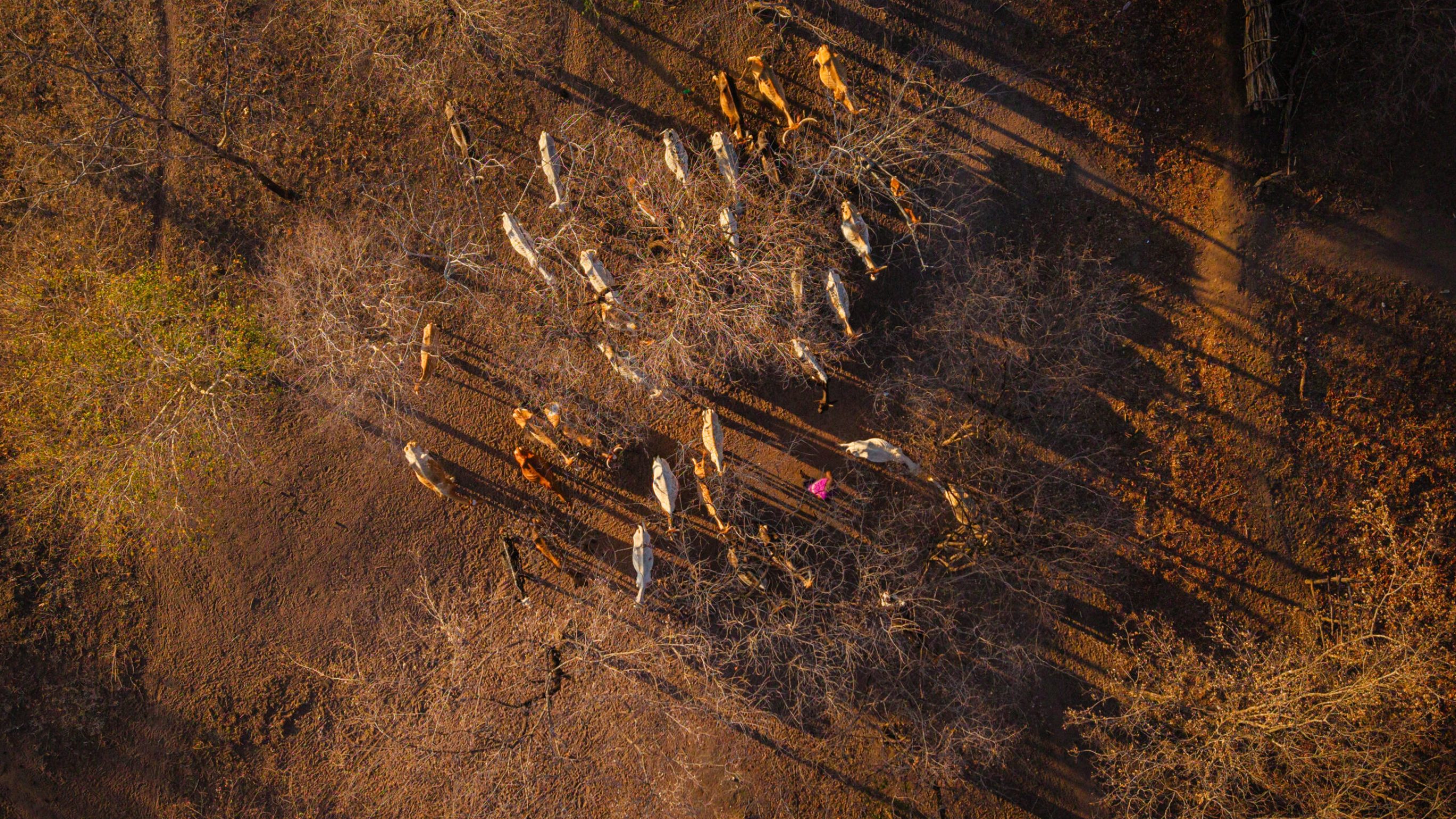 Trockene Böden ohne Bewuchs zeigen die schwierigen Bedingungen für Landwirtschaft und Viehhaltung in der Region um Morogoro.