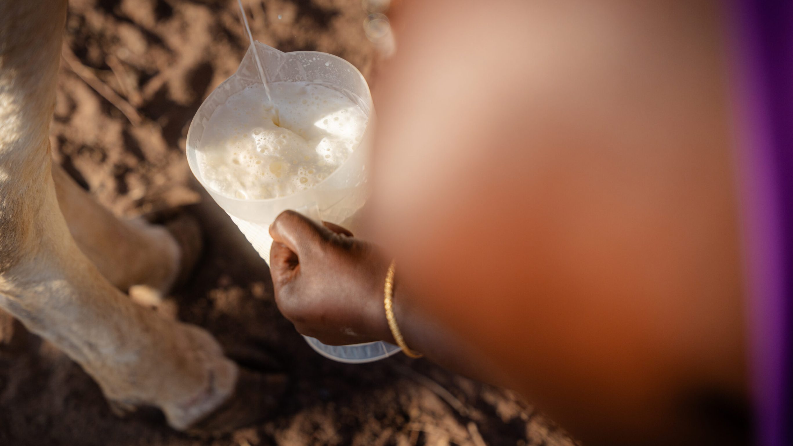 Die Milch im Eimer wird entweder direkt verwendet oder aber gesammelt und für den Verkauf vorbereitet. Besonders wichtig: Direkte Kühlung, damit nichts verdirbt.