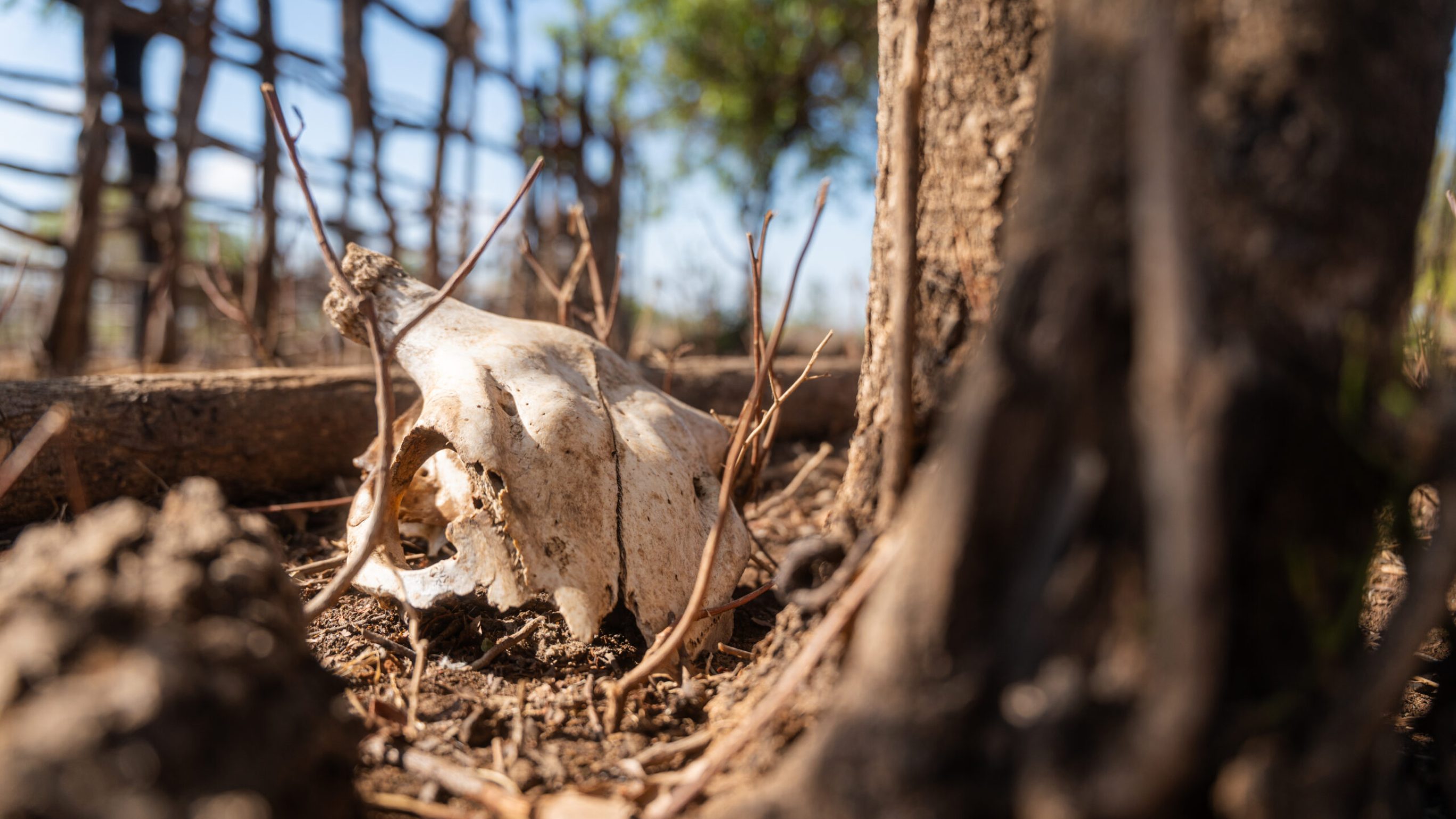 Ein Tierschädel in der Steppe. Ein schweres Lungenleiden lässt immer wieder Kühe und Ziegen verenden.