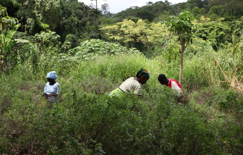 Tanzania Segoma-Village Eastern Usambara Biodiversity Ociumum Processing Harvest 3