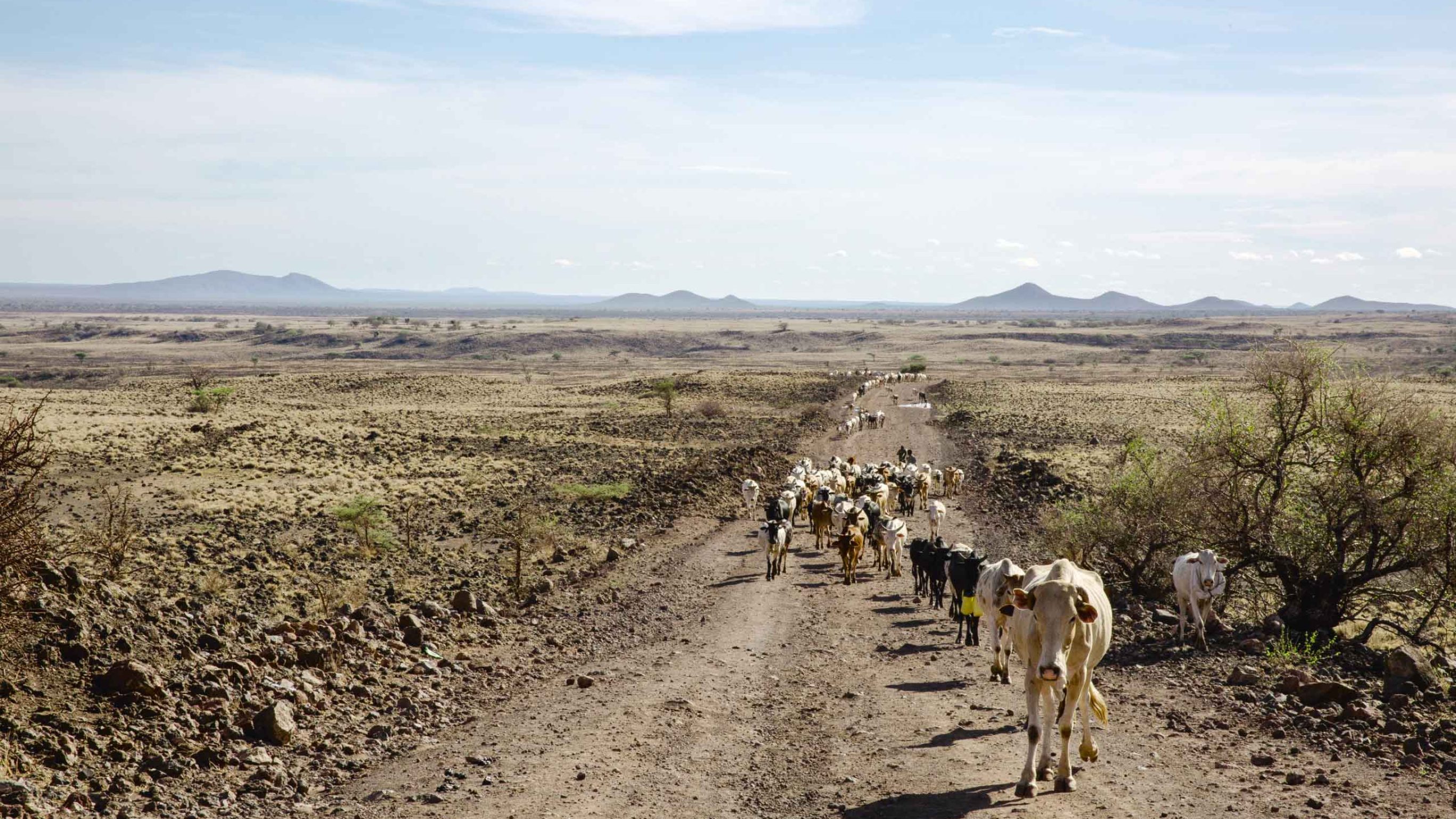 Die Hirtenvölker im Isiolo-County leben mit ihrem Vieh fernab von Tierärzten. Sie sind für die Diagnose und die Behandlung von Krankheiten in ihren Herden auf sich allein gestellt.