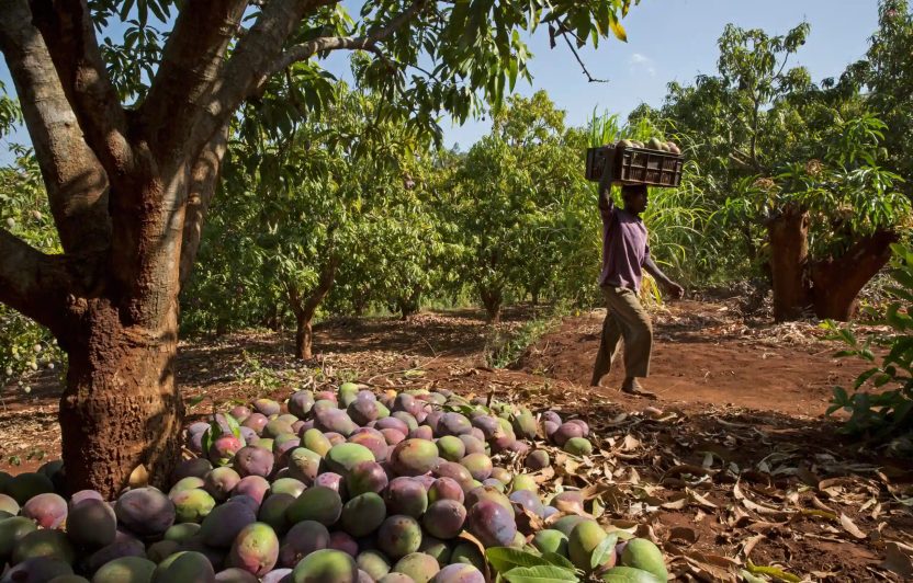Mangoernte in Embu (Kenia), Projekt Fruchtfliegenkontrolle