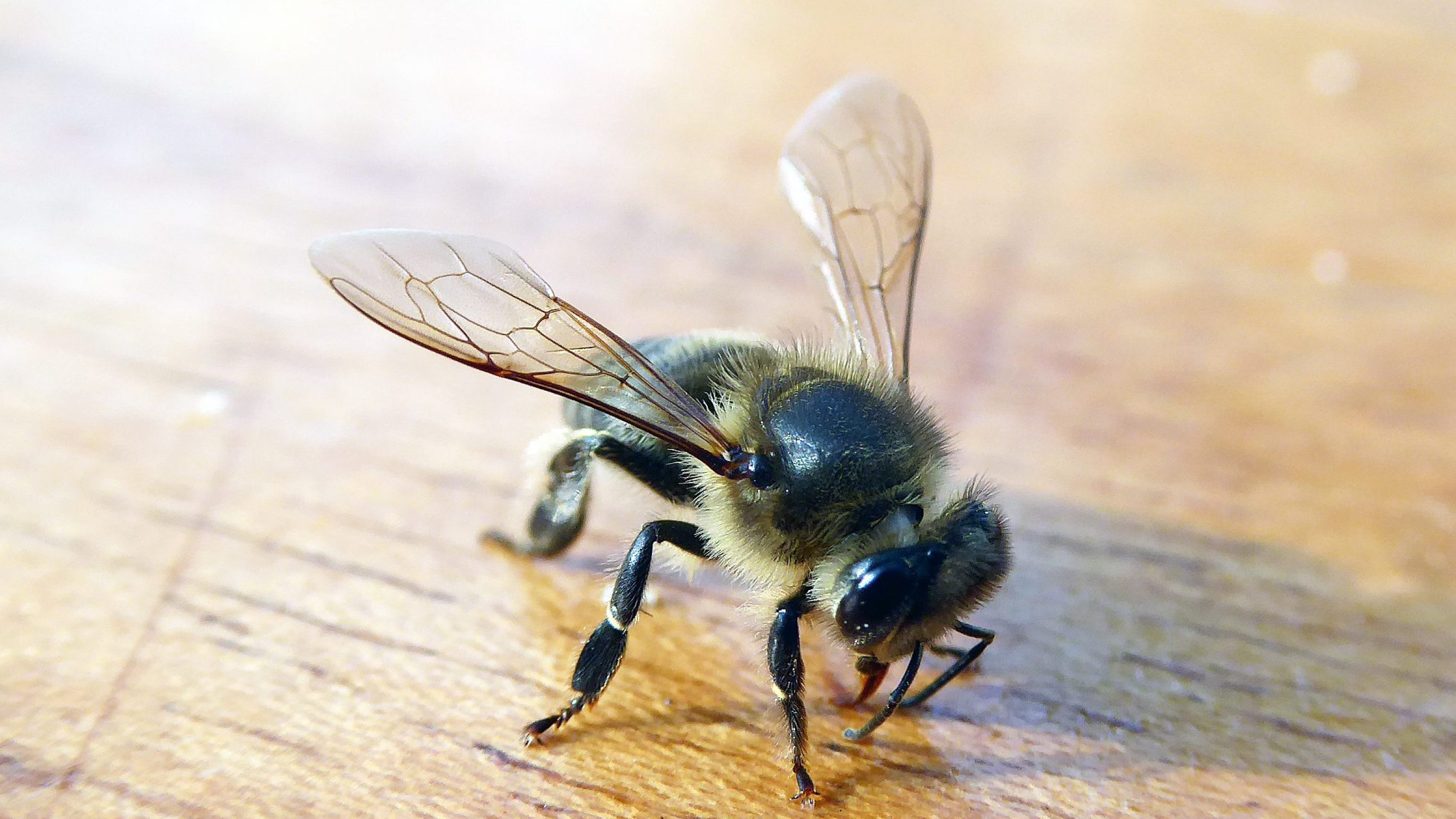 Honey bees – highly valued human helpers in Tolay.