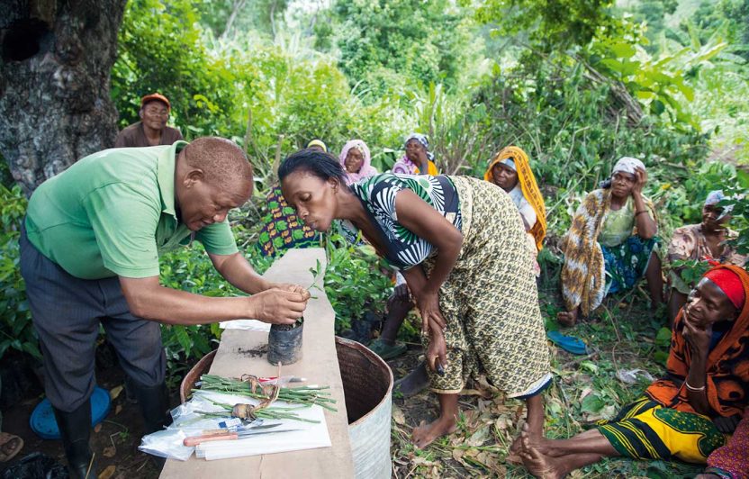 Der erfahrene Landwirtschaftsberater Hugo Kunguru von SAT (links) demonstriert im Baumveredelungs-Kurs das Pfropfen und Okulieren von Fruchtbäumen.